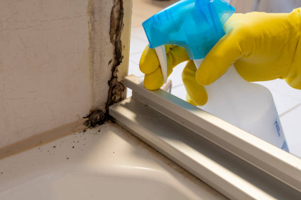 Best Mold Remediation  in Amelia, OH
