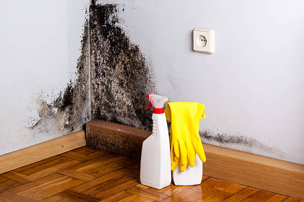 Best Certified Mold Removal  in Amelia, OH